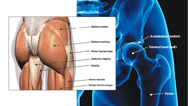 anatomy of hip muscles