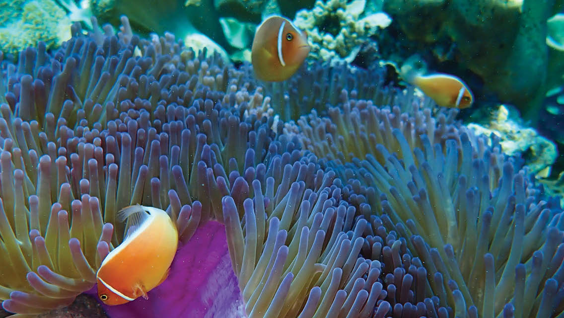 a vibrant coral reef and tropical fish