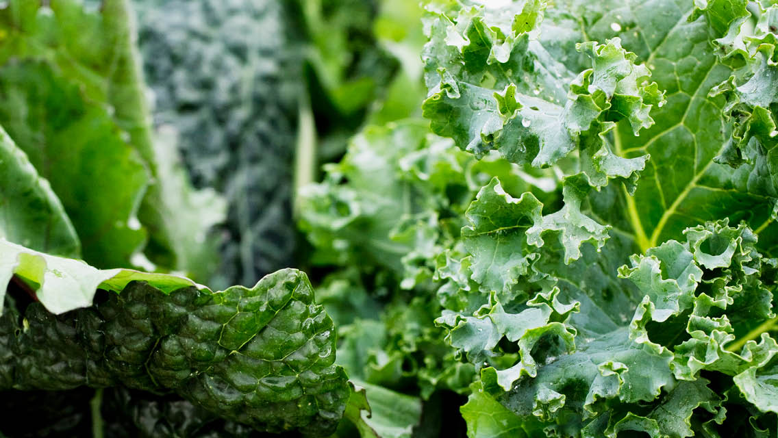 close up of kale