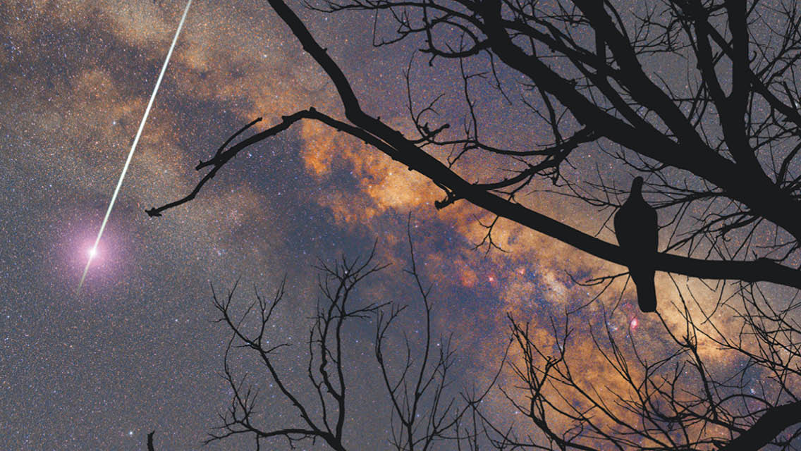 a mourning dove sits in a tree branch during the evening with a shooting star