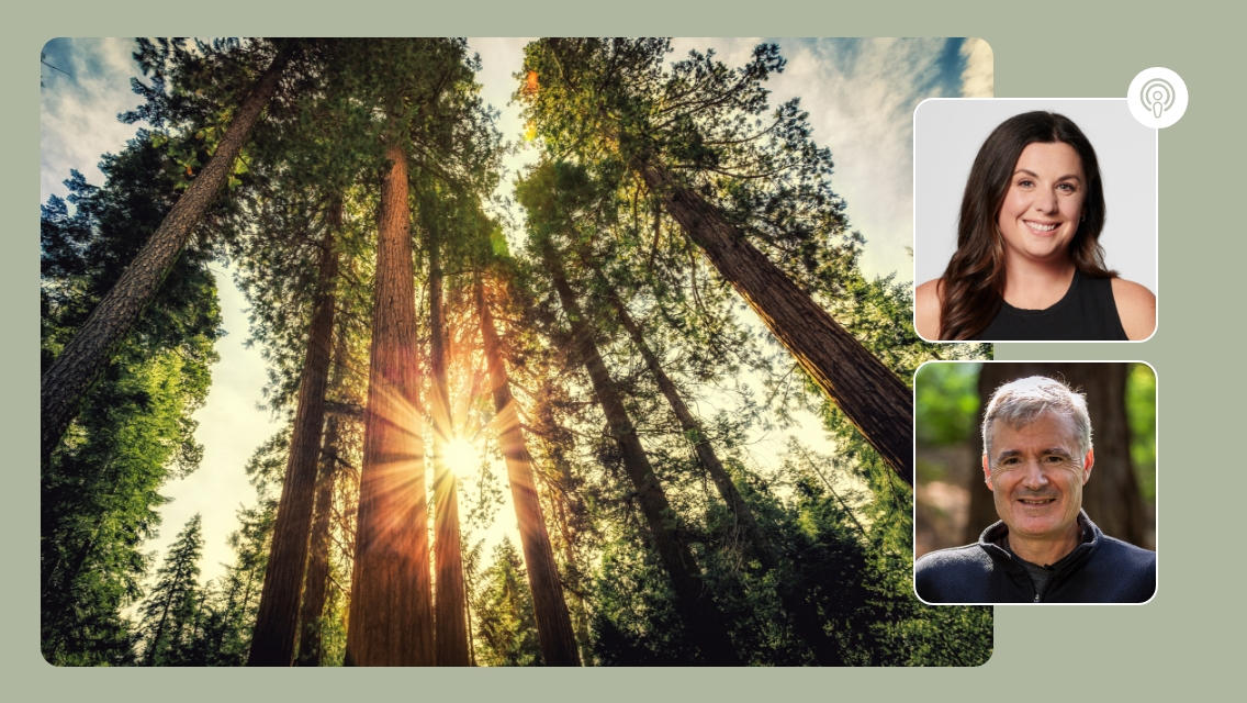 sun peaking through trees