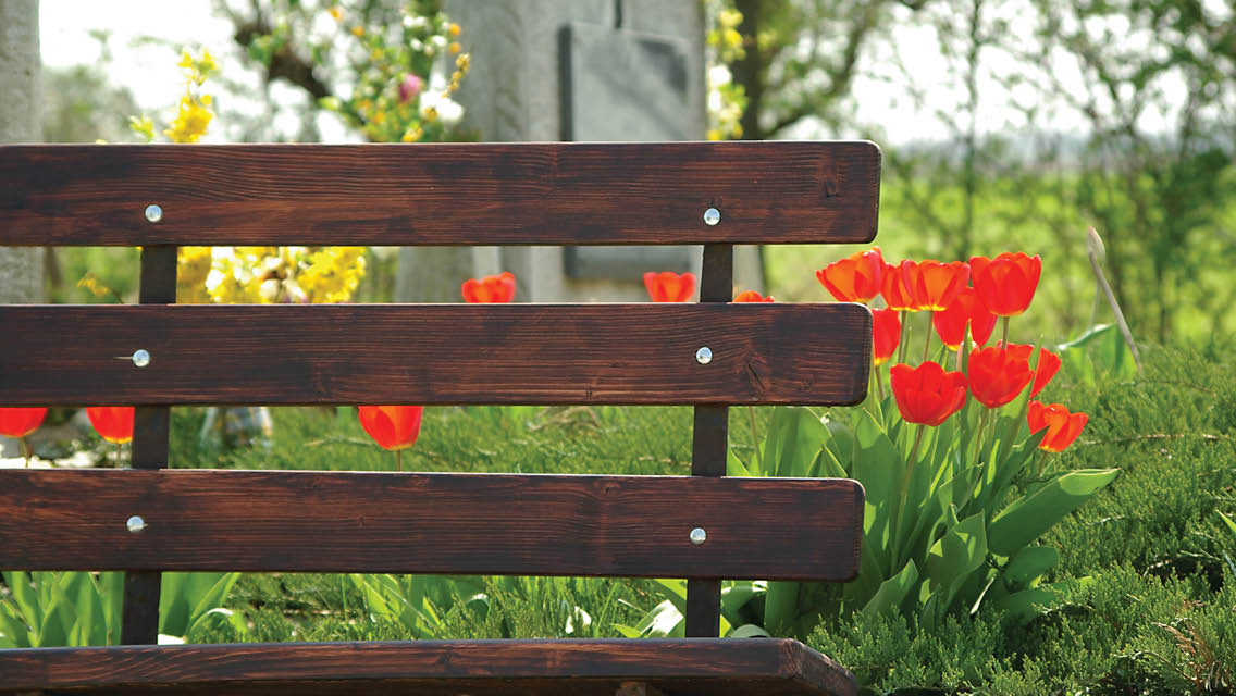 a bench in a park with tulips blooming